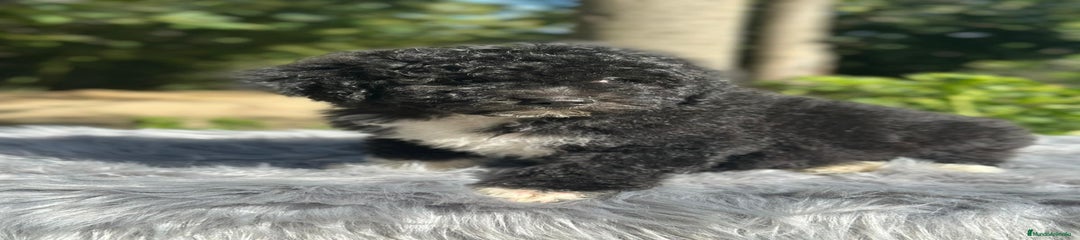 Perro de Agua Español Cachorro 1