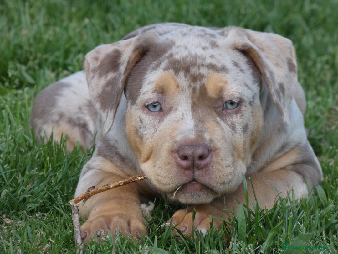 Imagen de galería {{count}}