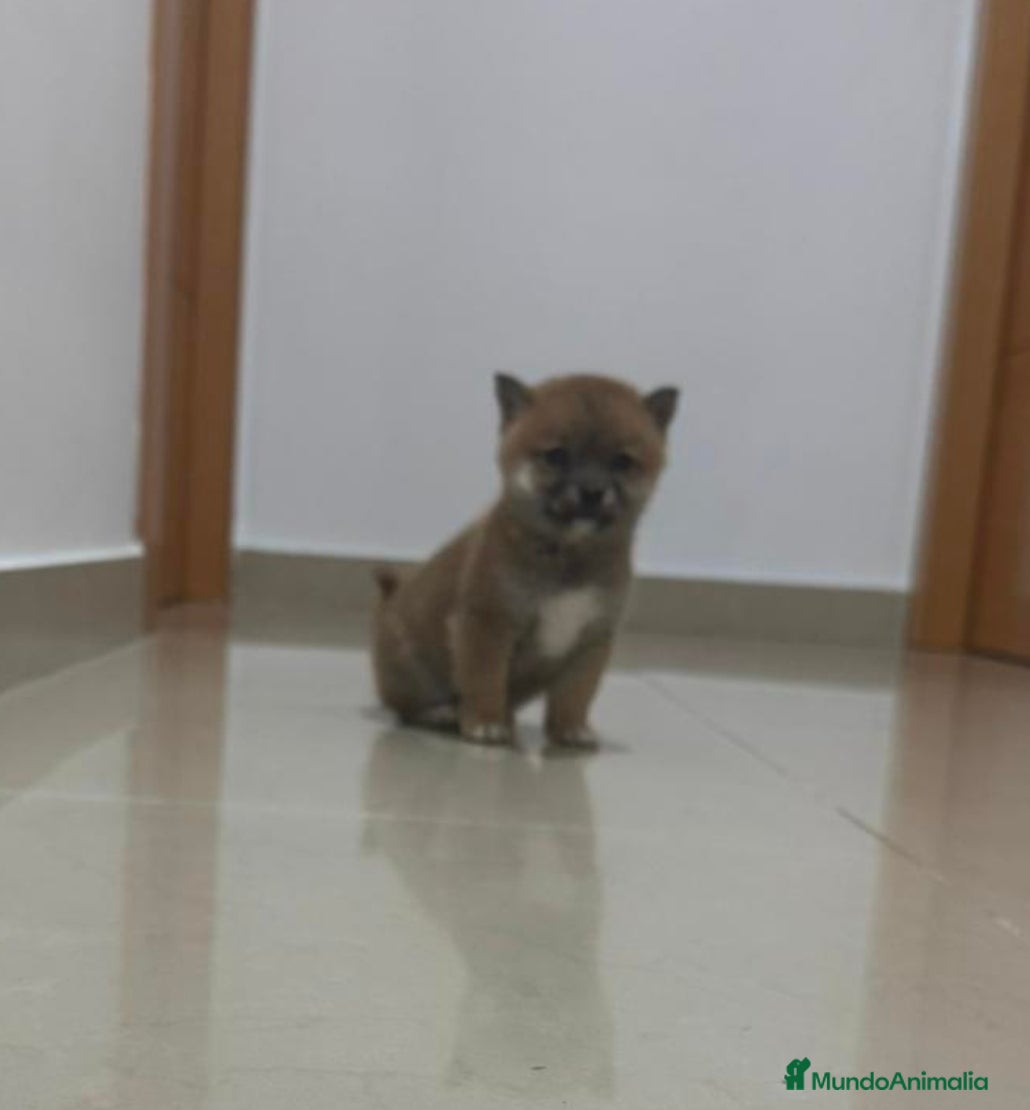 Shiba Inu perros Shiba inu  - Anuncio 1