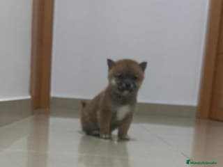 Shiba Inu perros Shiba inu - Anuncio 1