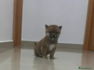 Shiba Inu perros Shiba inu - Anuncio 34