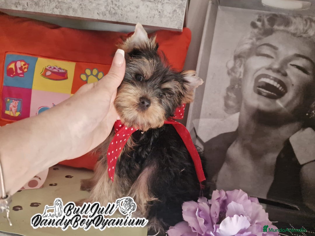 Yorkshire Terrier perros en venta: Yorkshire terrier - Imagen 5