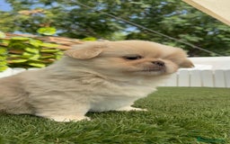 Pekinés perros en venta: PEKINES IMPERIAL HEMBRA 2 - Imagen 9