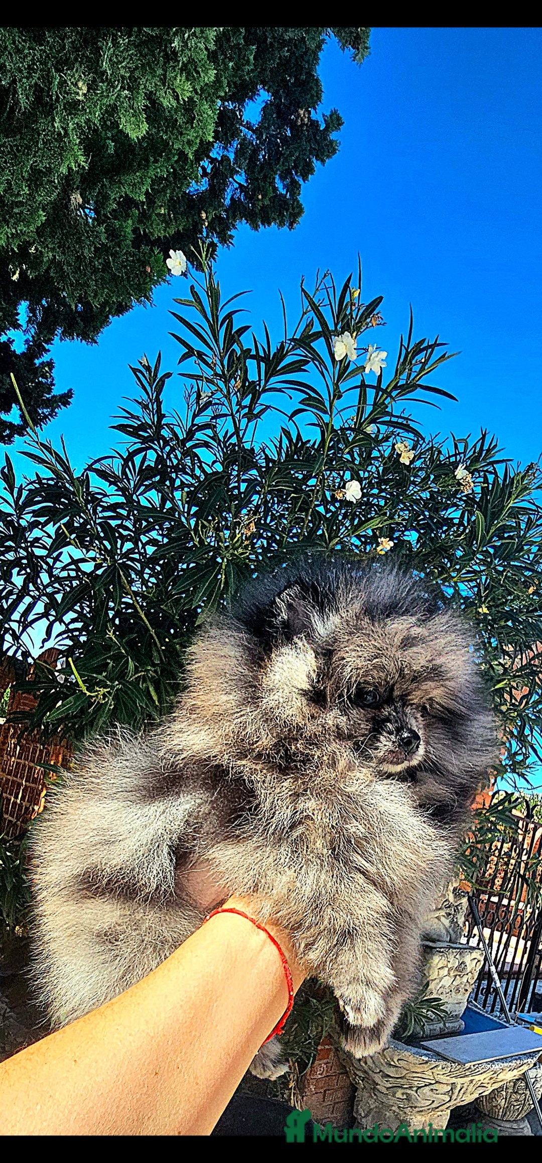 Pomerania perros en venta: Pomerania merle  - Imagen 5