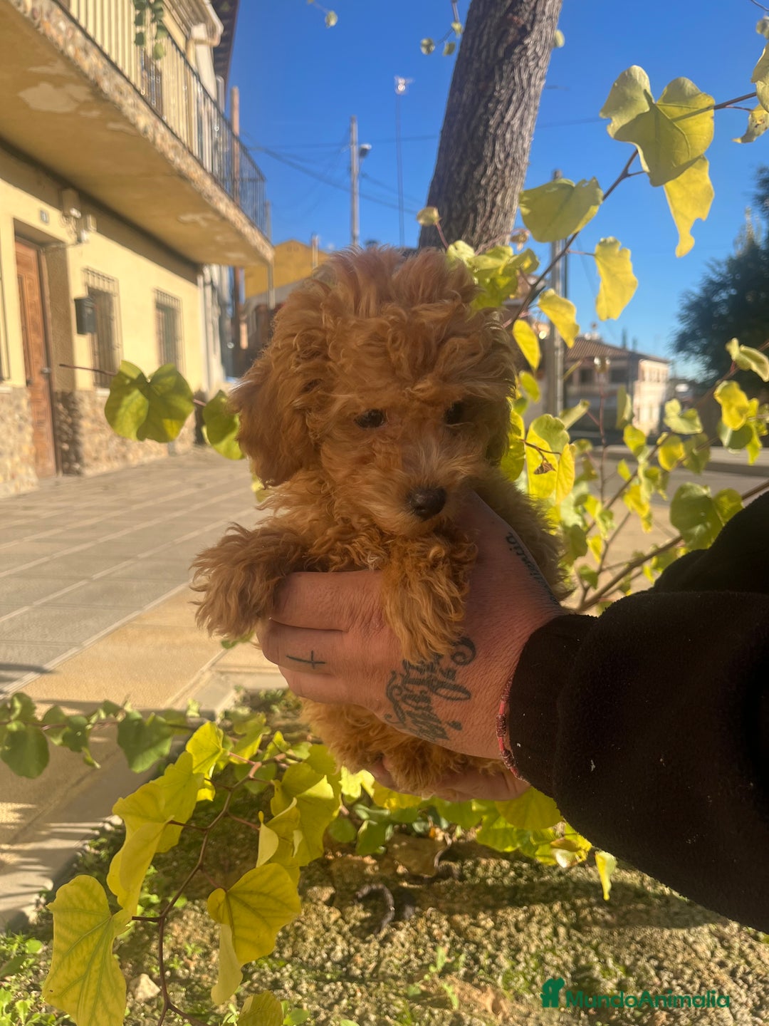 Caniche Toy perros en venta: Caniche toy  - Anuncio 4