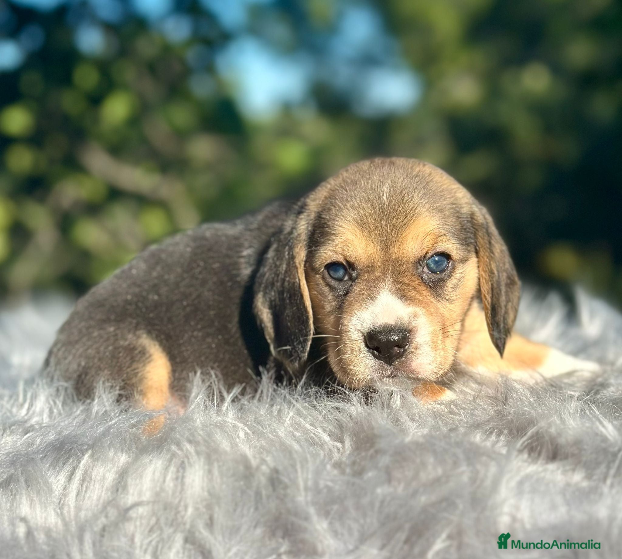 Beagle perros Beagle tricolor camada - Anuncio 2