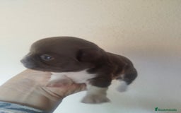 Chihuahua perros en venta: CHIHUAHUA TOY HEMBRA EXCLUSIVA - Anuncio 3