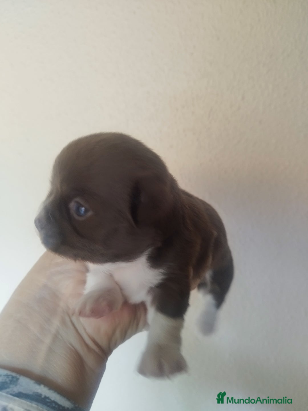 Chihuahua perros en venta: CHIHUAHUA TOY HEMBRA EXCLUSIVA - Anuncio 3