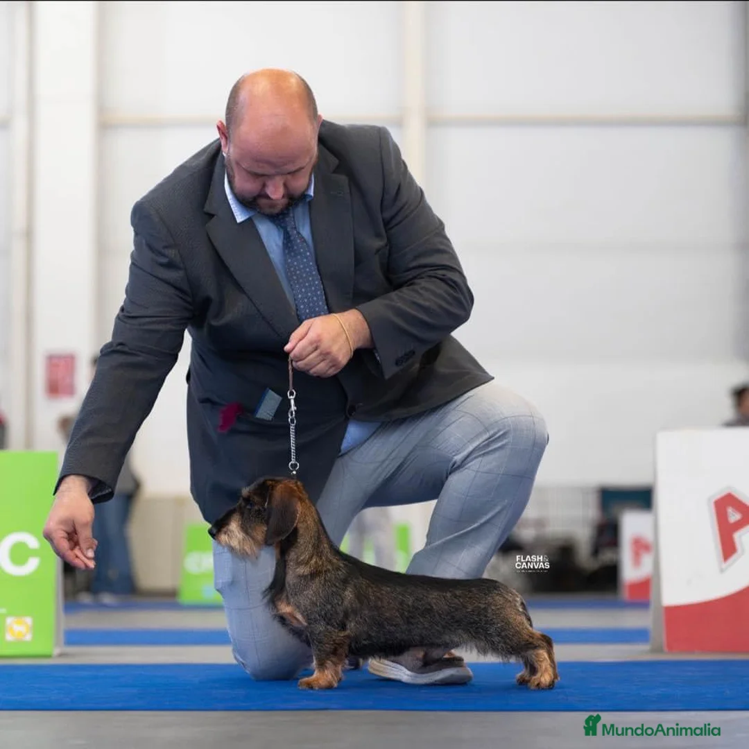 Teckel Miniatura perros en venta: Exclusiva camada de Teckel miniatura de Pelo duro  en Cantabria - Anuncio 5