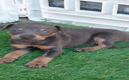 Pinscher Miniatura perros en venta: Mini pinsche  - Imagen 5