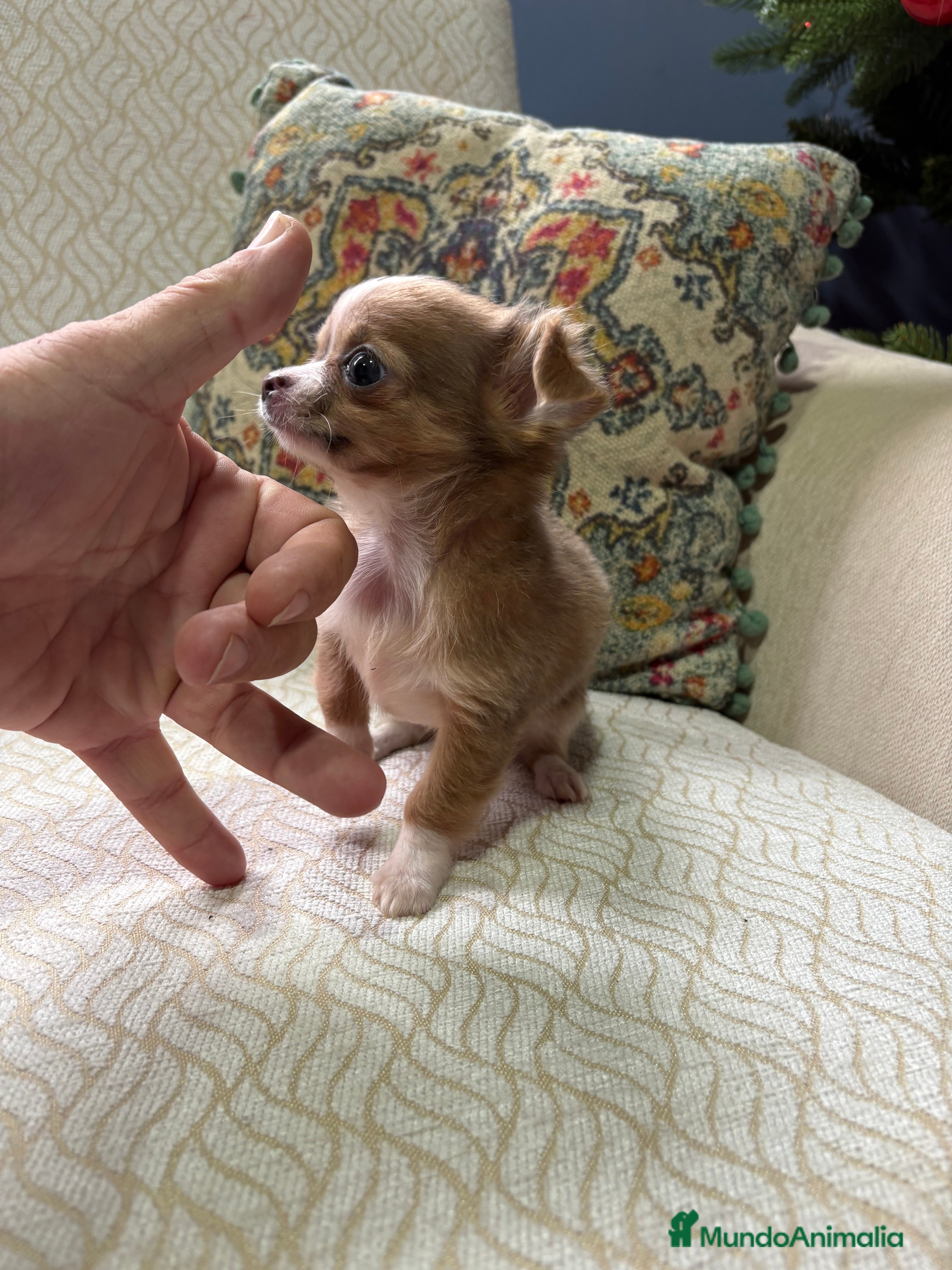 Chihuahua perros Chihuahua Toy hembra chocolate pelo largo  - Anuncio 2