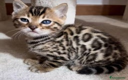 Bengalí gatos en venta: Bengalí bebes preciosos  - Imagen 1