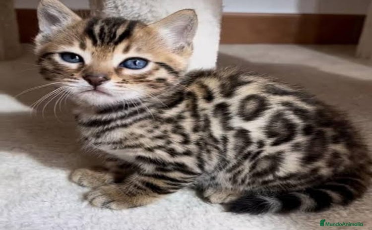 Bengalí gatos - Anuncio 1