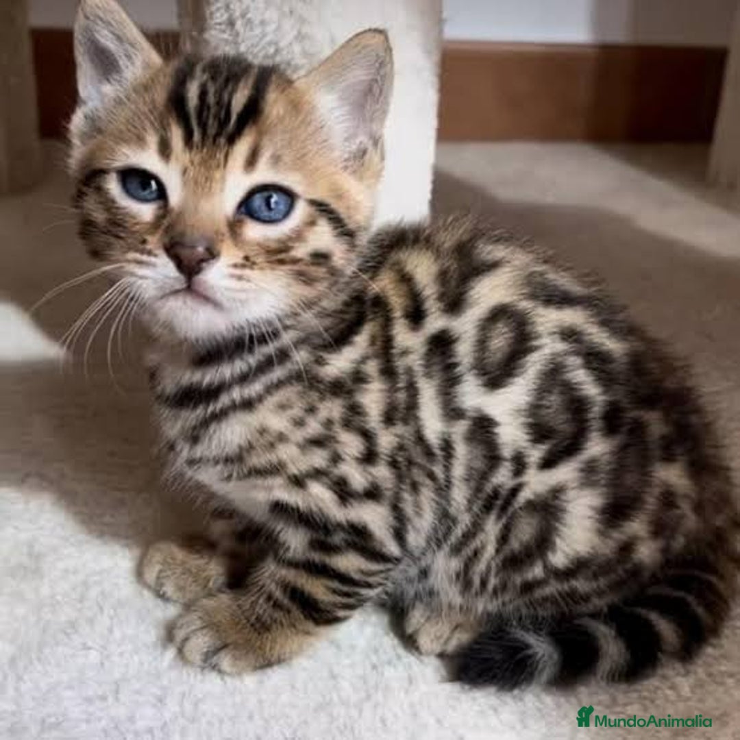 Bengalí gatos en venta: Bengalí bebes preciosos  - Imagen 1