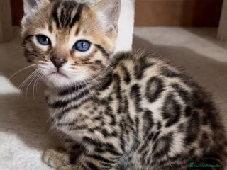 Bengalí gatos - Anuncio 11