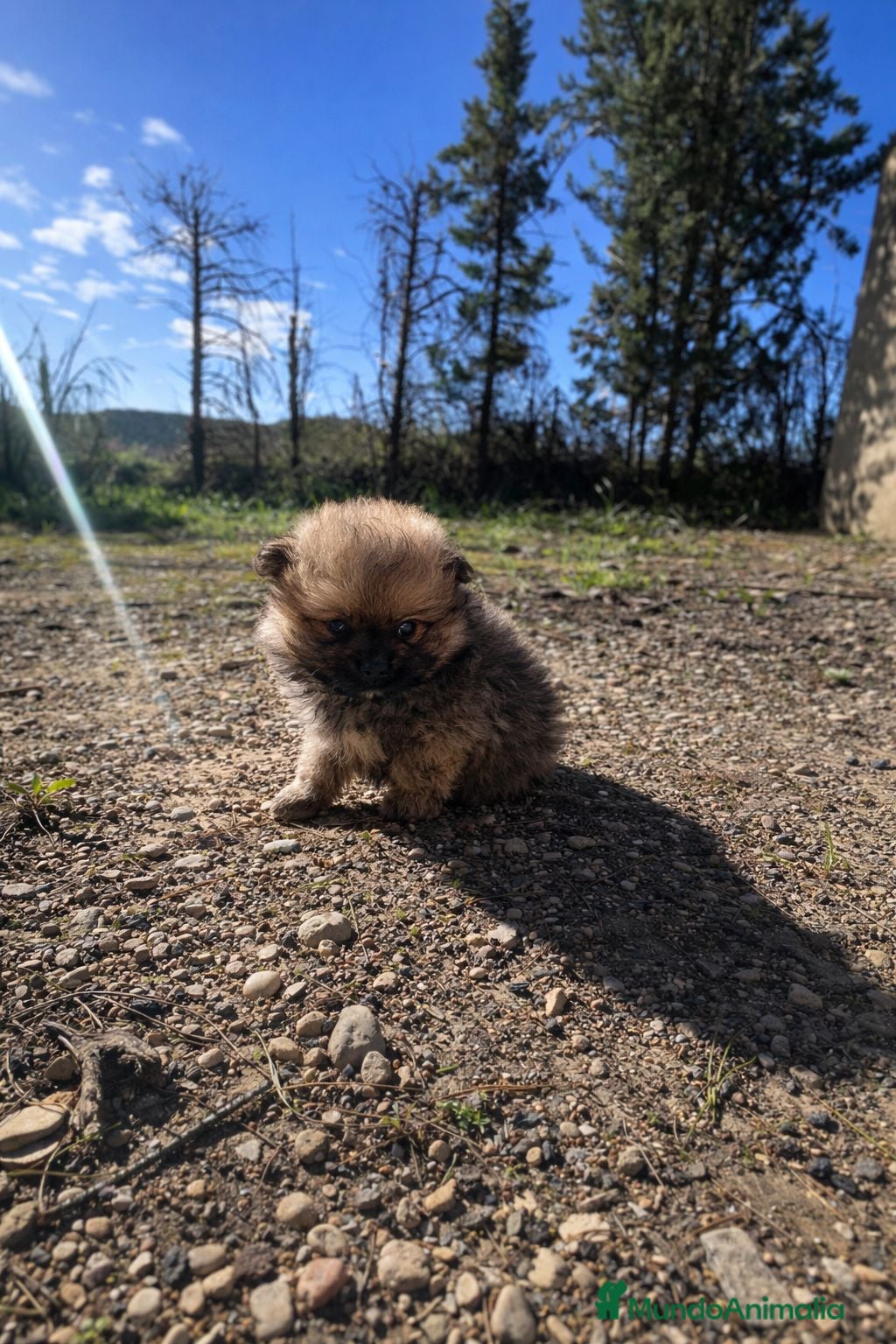 Pomerania perros Pomeranias mini peluches - Anuncio 31