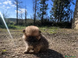 Pomerania perros Pomeranias mini peluches - Anuncio 31