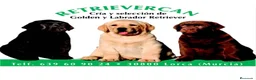 Labrador Retriever perros en venta: Cachorros labrador  negro con pedigree  - Anuncio 2