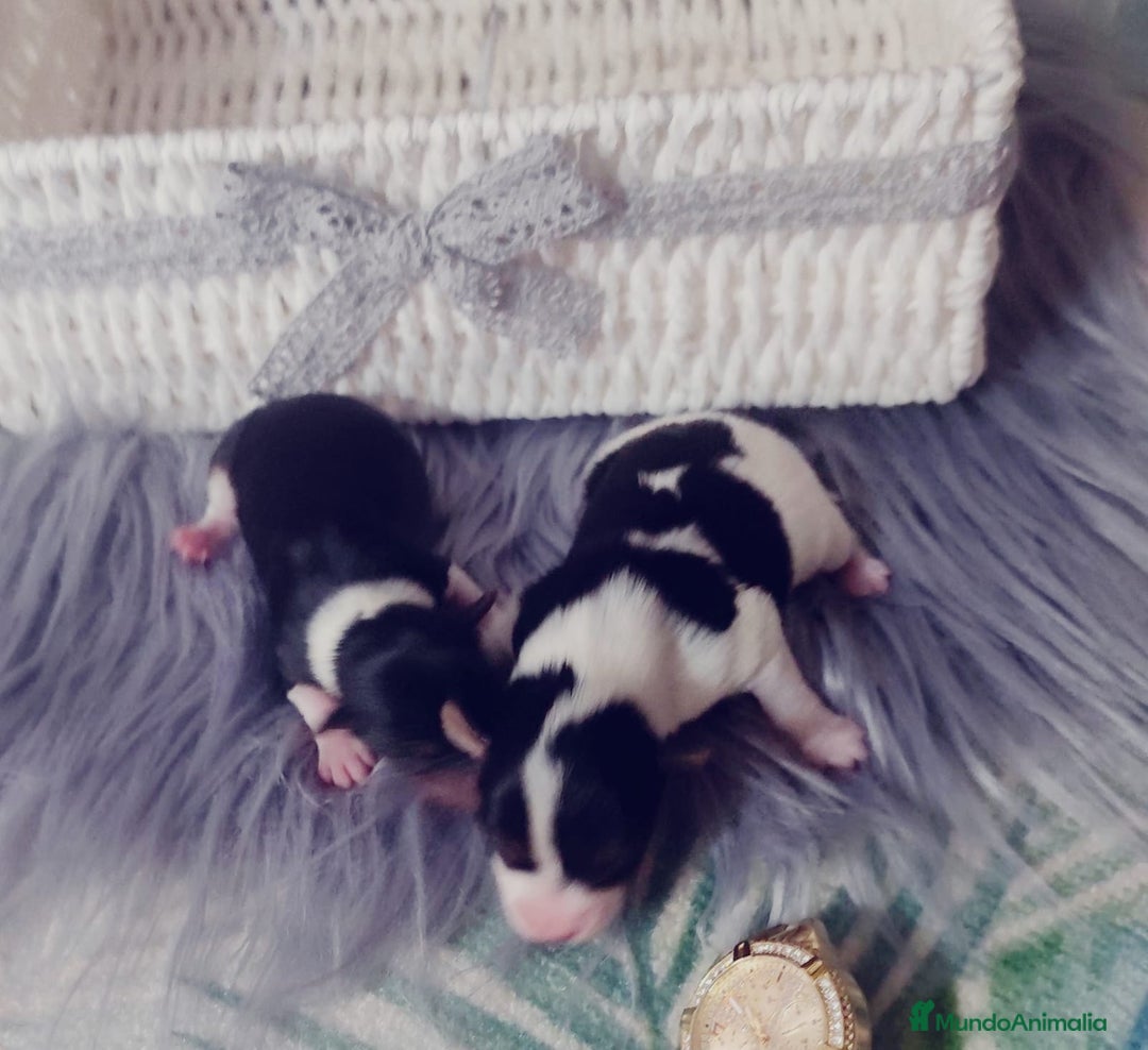 Biewer Yorkshire Terrier a la Pom Pon perros en venta: Yorkshire biewer toy - Anuncio 5