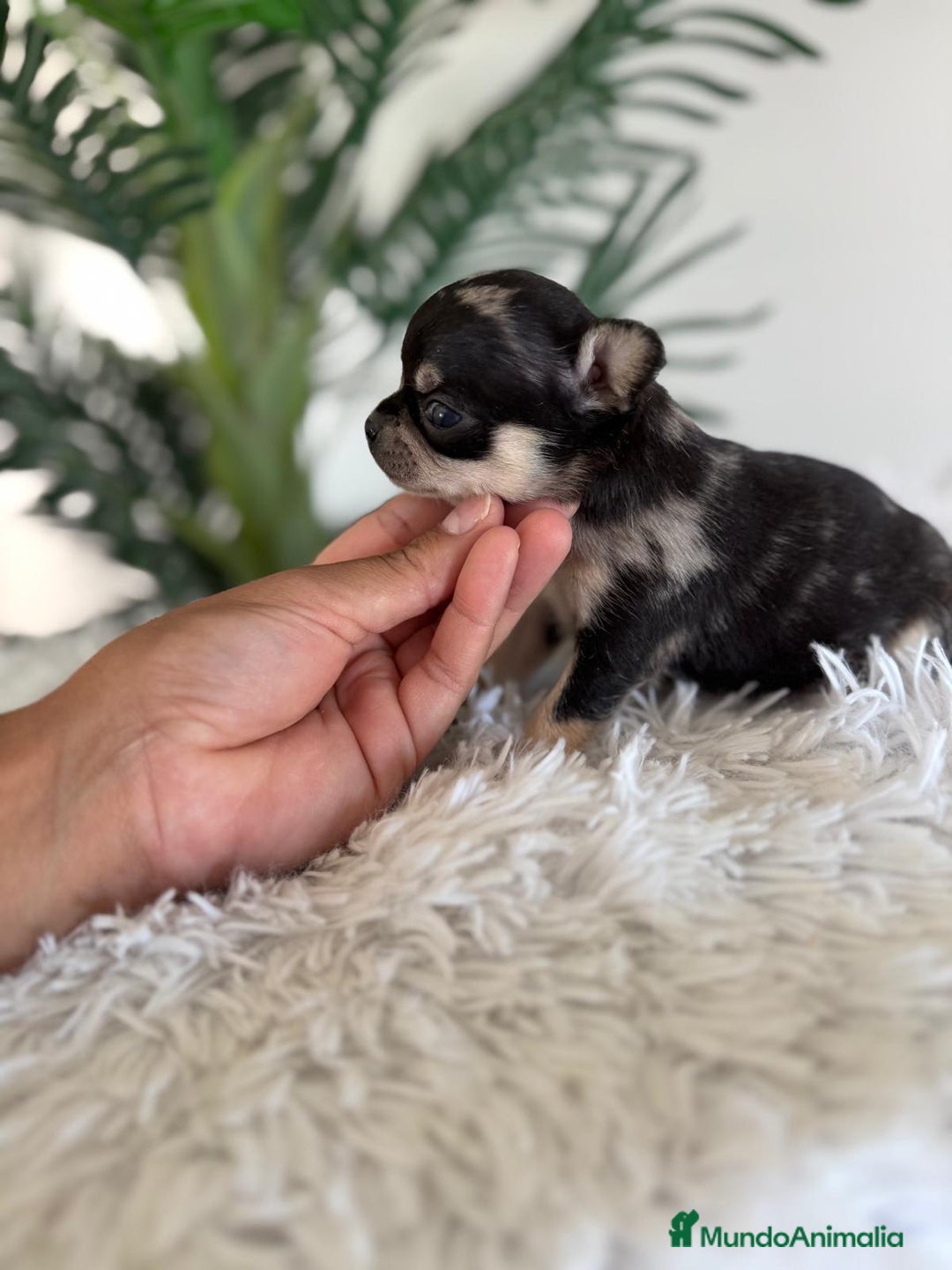 Chihuahua perros en venta: CHIHUAHUA MERLE HEMBRA - Imagen 5