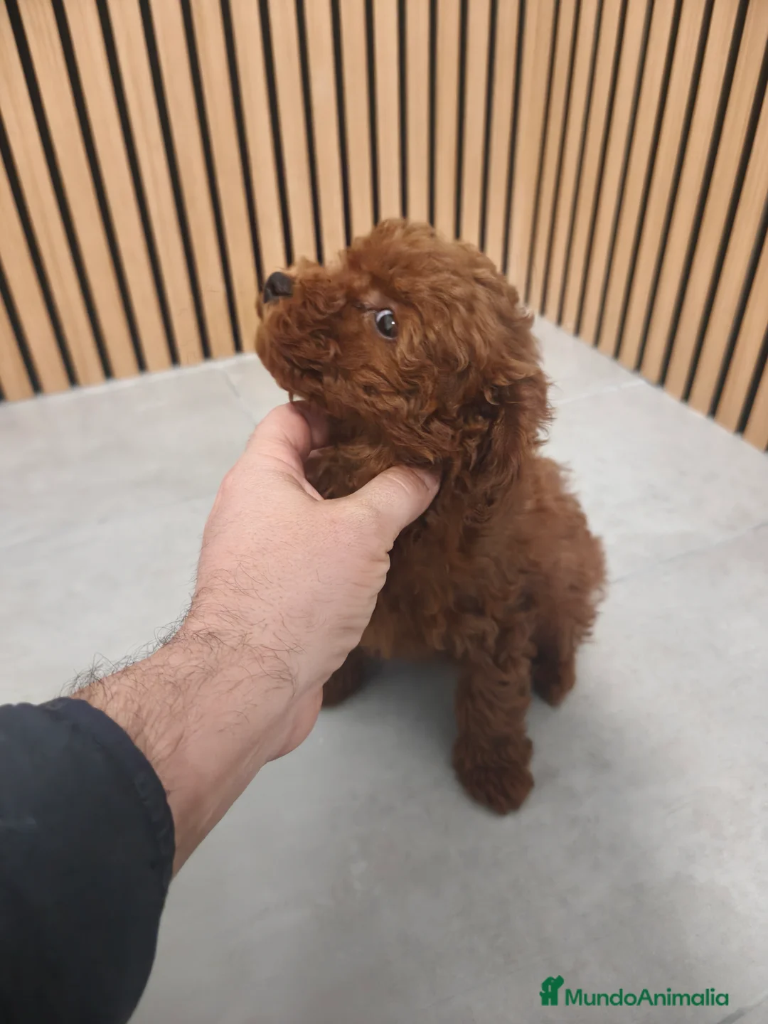 Caniche Toy perros en venta: Caniche Toy macho rojo pimentón  - Anuncio 7