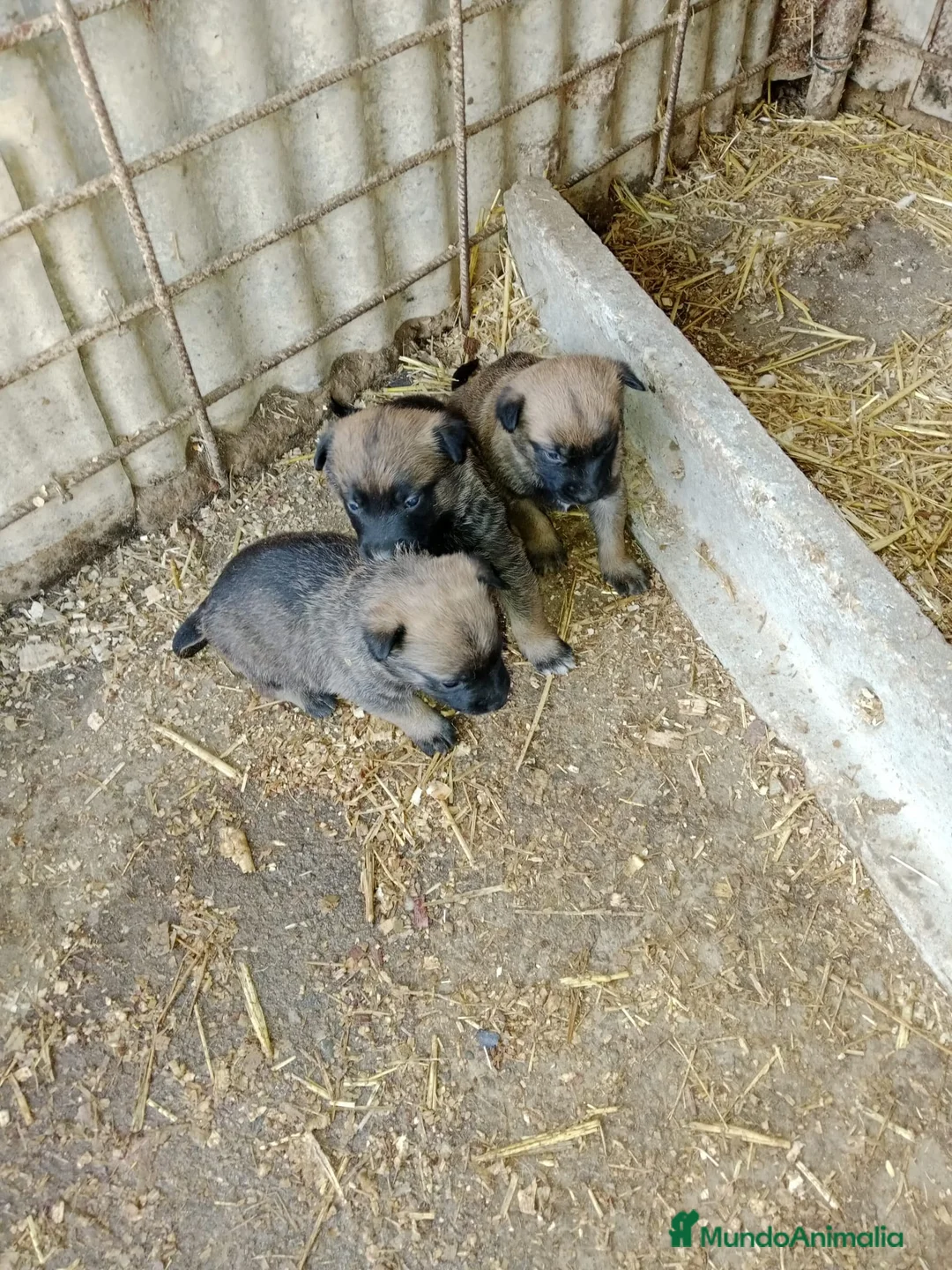 Pastor Belga Malinois perros en venta: CACHORROS PASTOR BELGA MALINOIS  - Anuncio 8