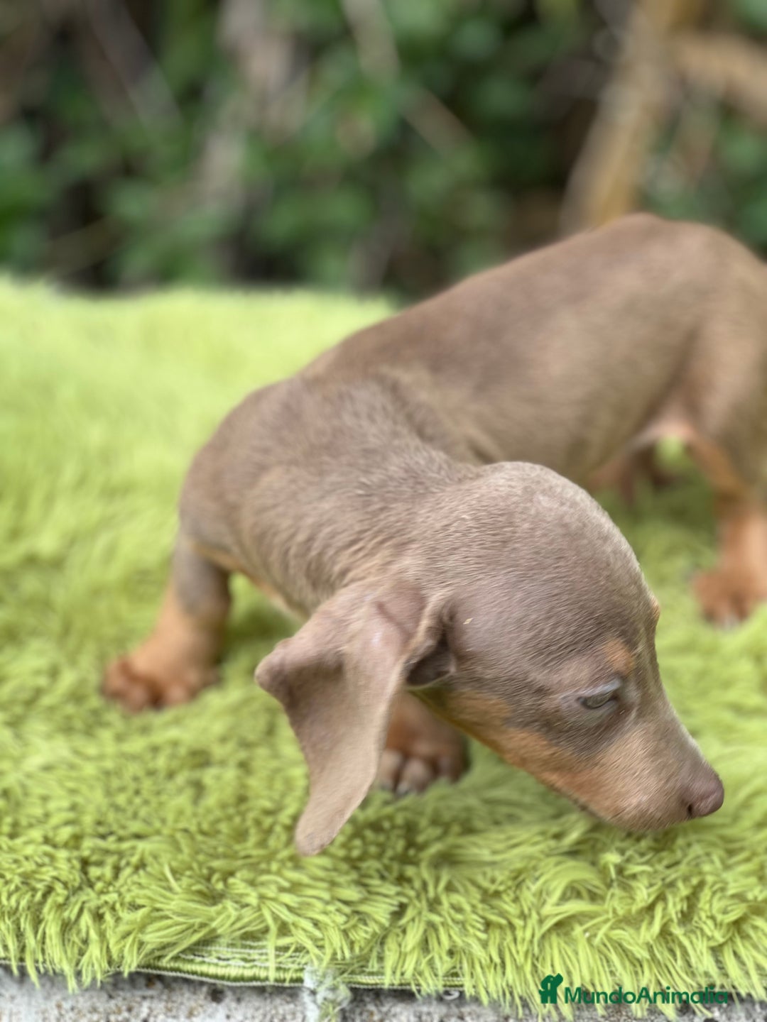 Teckel Miniatura perros en venta: Teckel mini lavanda  - Imagen 6