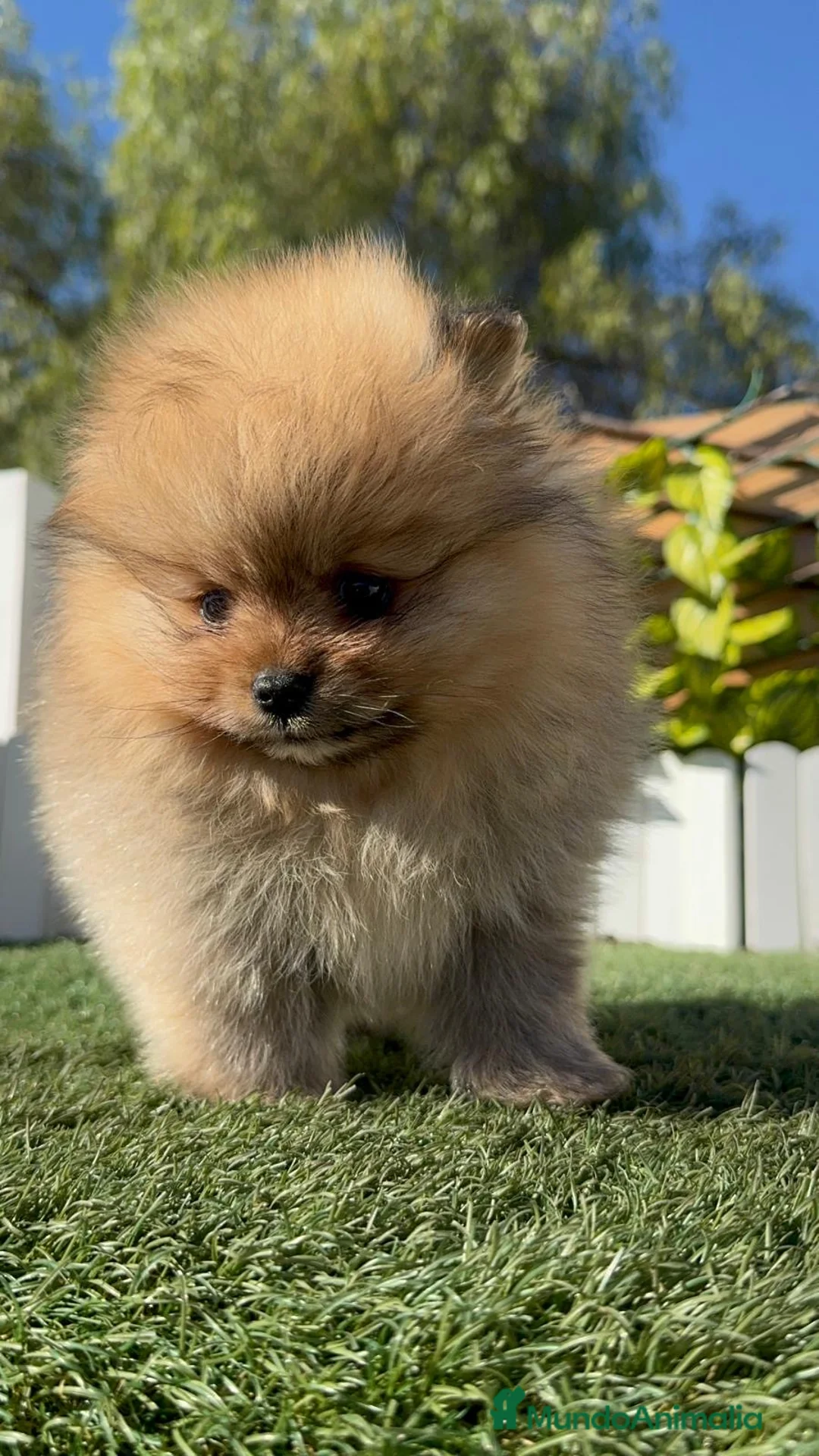 Pomerania perros en venta: POMERANIA  - Anuncio 16