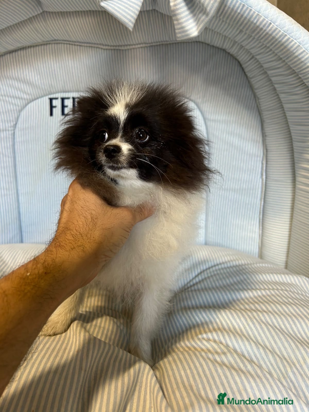 Pomerania perros CACHORROS DE POMERANIA  - Anuncio 27