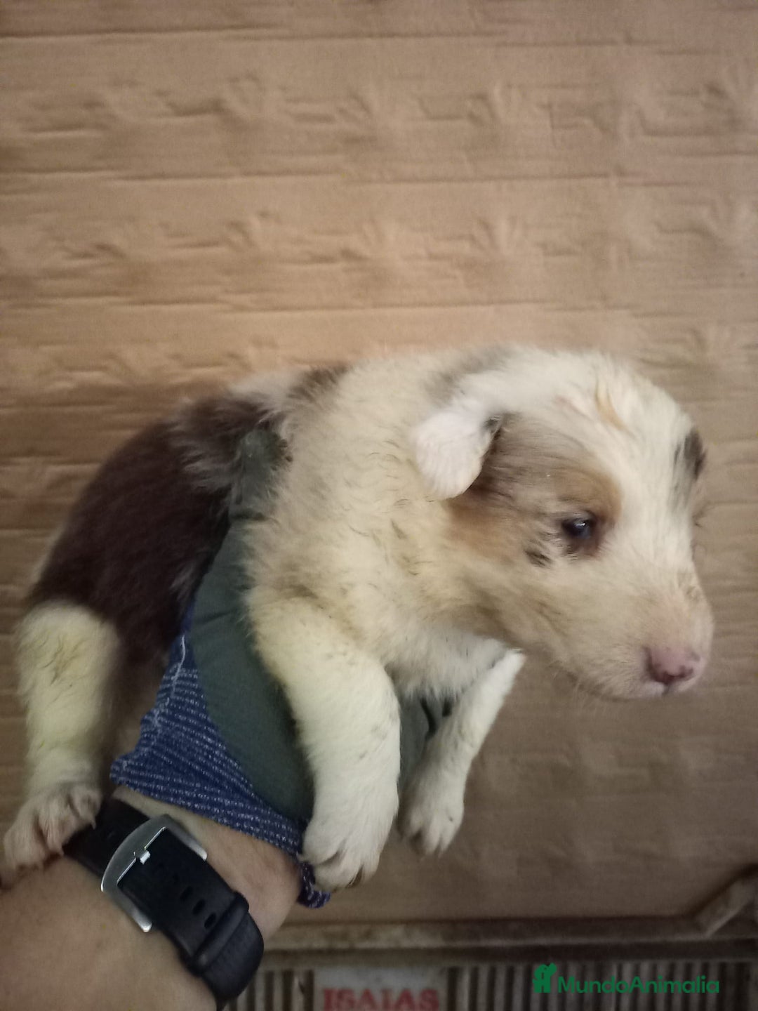 Border Collie perros en venta: Bordér collie  - Anuncio 10