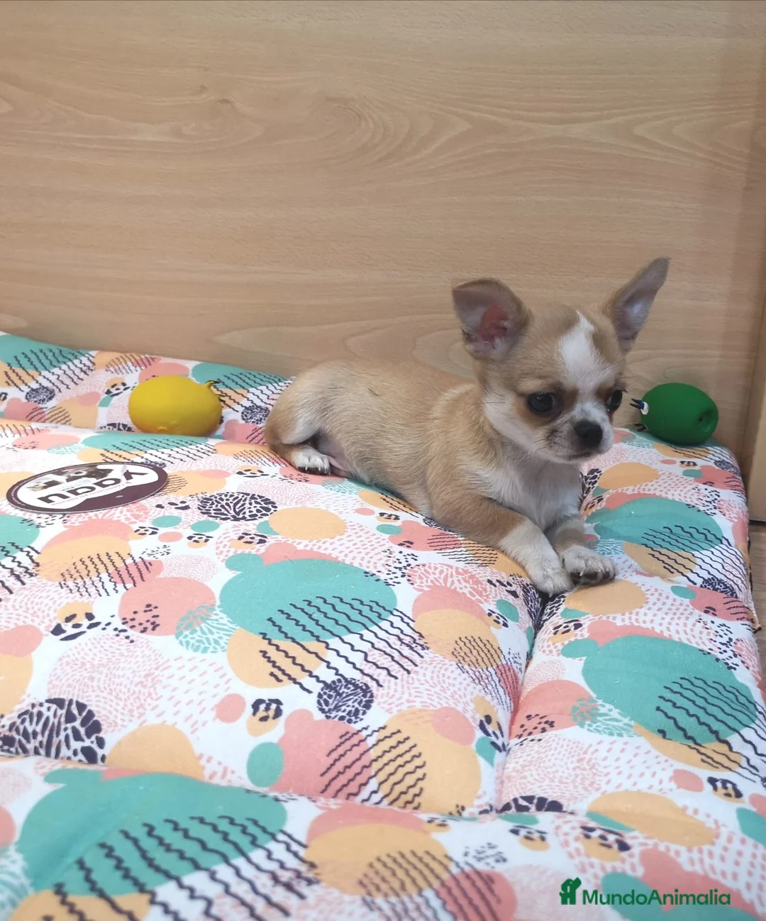Chihuahua perros en venta: Chihuahua toy en Barcelona - Anuncio 2