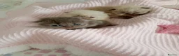 Exótico de Pelo Largo gatos en venta: Gatitos persa y malayo disponible - Anuncio 5