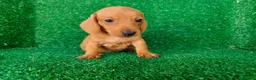Teckel Miniatura perros en venta: teckel miniatura - Anuncio 4