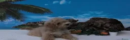 Maltipoo perros en venta: Maltipoo hembras  - Anuncio 4