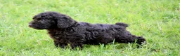 Perro de Agua Español perros en venta: CAMA DE PERRO DE AGUA ESPAÑOL  - Anuncio 17