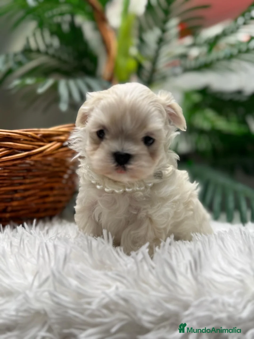 Bichón Maltés perros en venta: BICHON MALTES COREANO - Anuncio 6