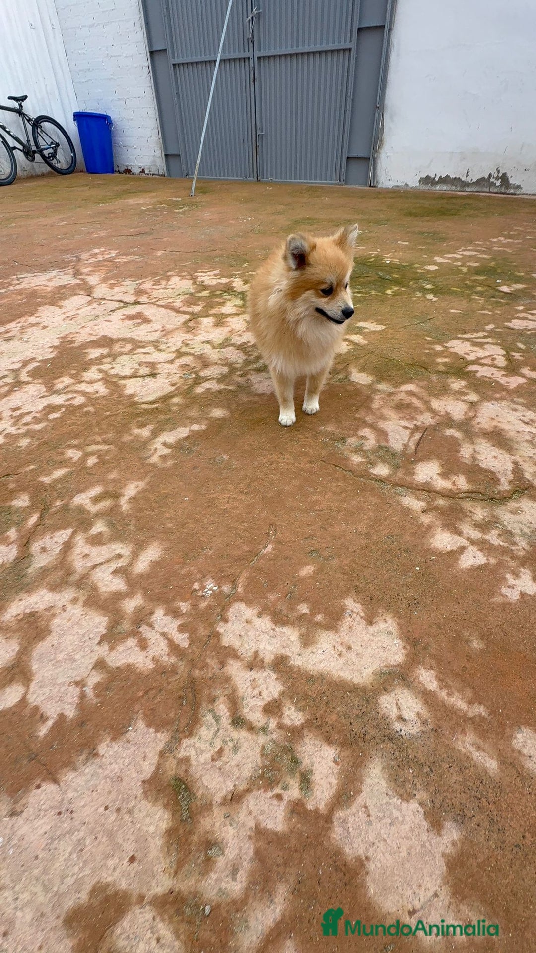 Pomerania perros en venta: Último pomerania  - Anuncio 2