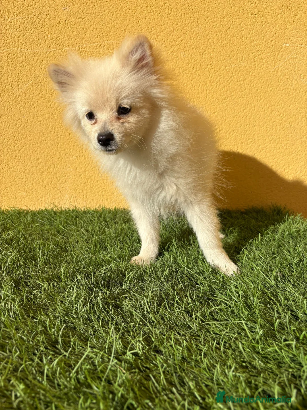 Pomerania perros en venta: Pomerania toy macho blanco  - Anuncio 9