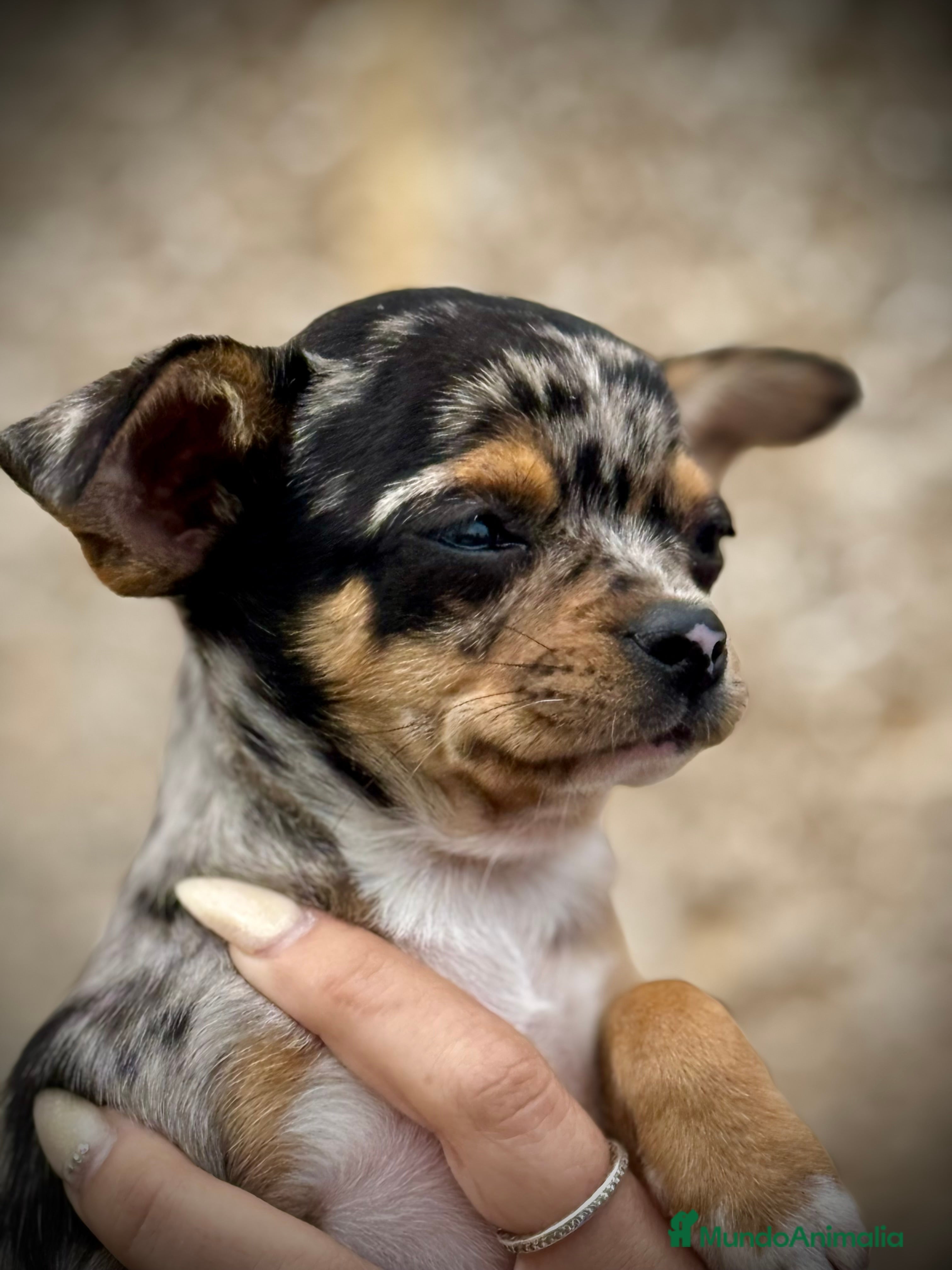 Chihuahua perros Chihuahua merle en Illes Balears - Anuncio 30