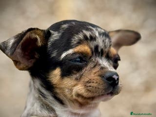 Chihuahua perros Chihuahua merle en Illes Balears - Anuncio 15