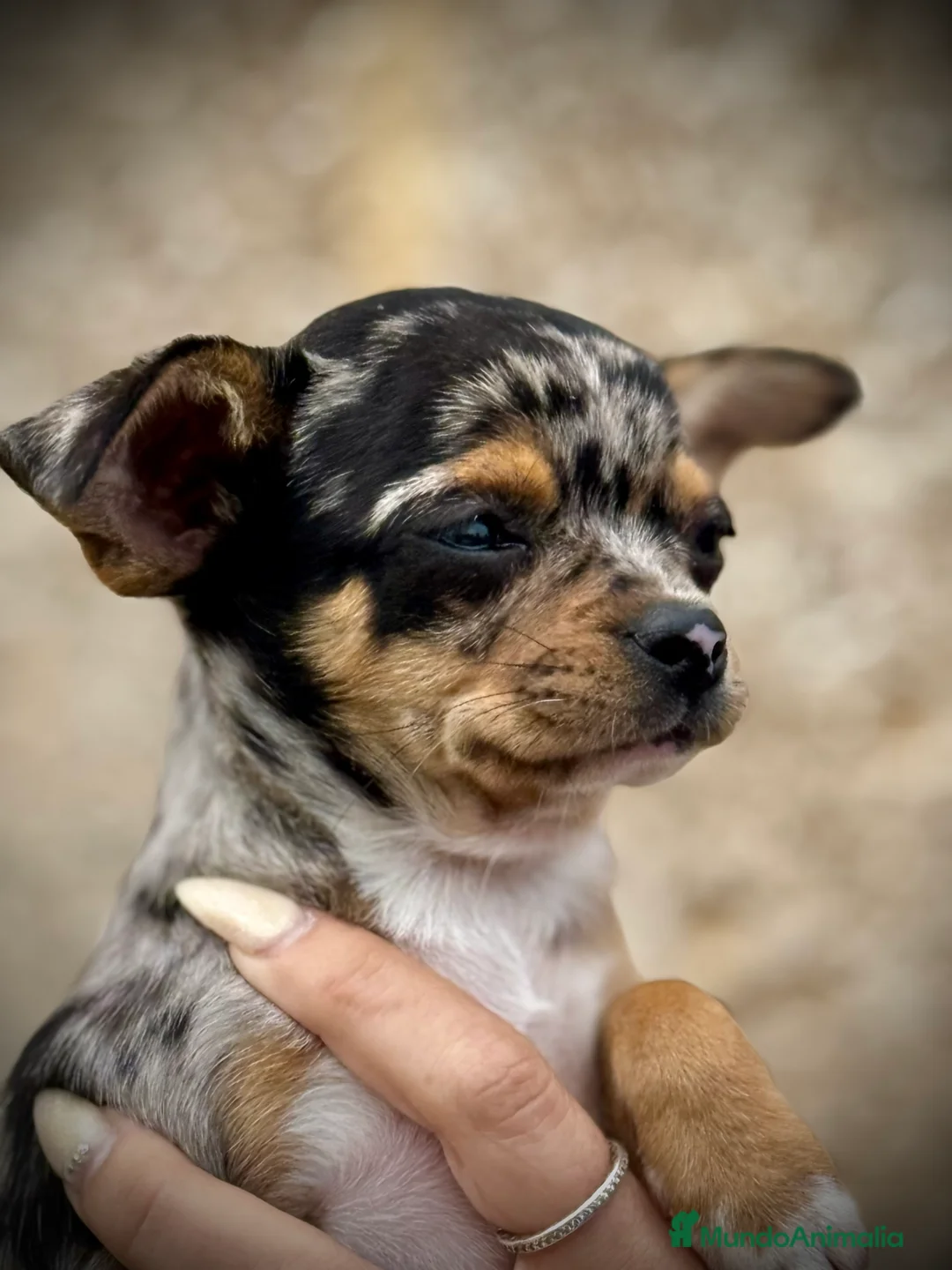 Chihuahua perros en venta: Chihuahua merle en Illes Balears - Anuncio 1