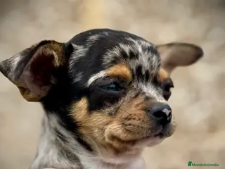 Chihuahua perros Chihuahua merle en Illes Balears - Anuncio 14