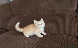 Británico de Pelo Corto gatos en venta: Gatcot.com - Imagen 4