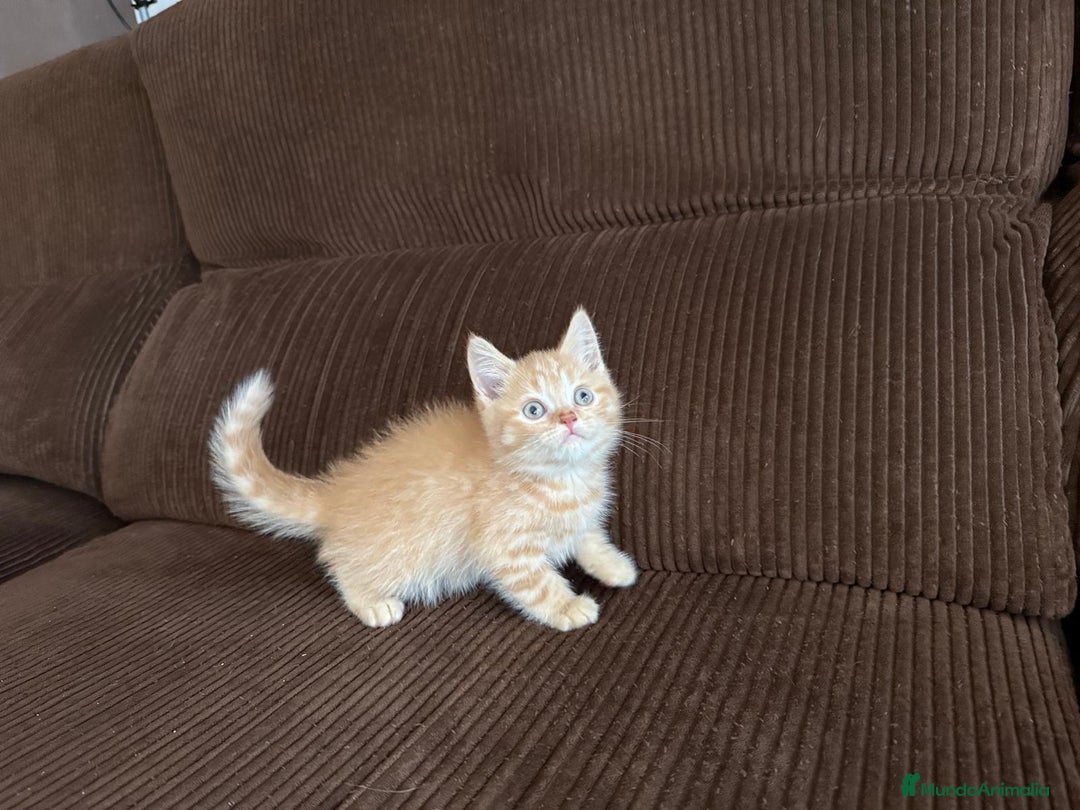 Británico de Pelo Corto gatos en venta: Gatcot.com - Imagen 4