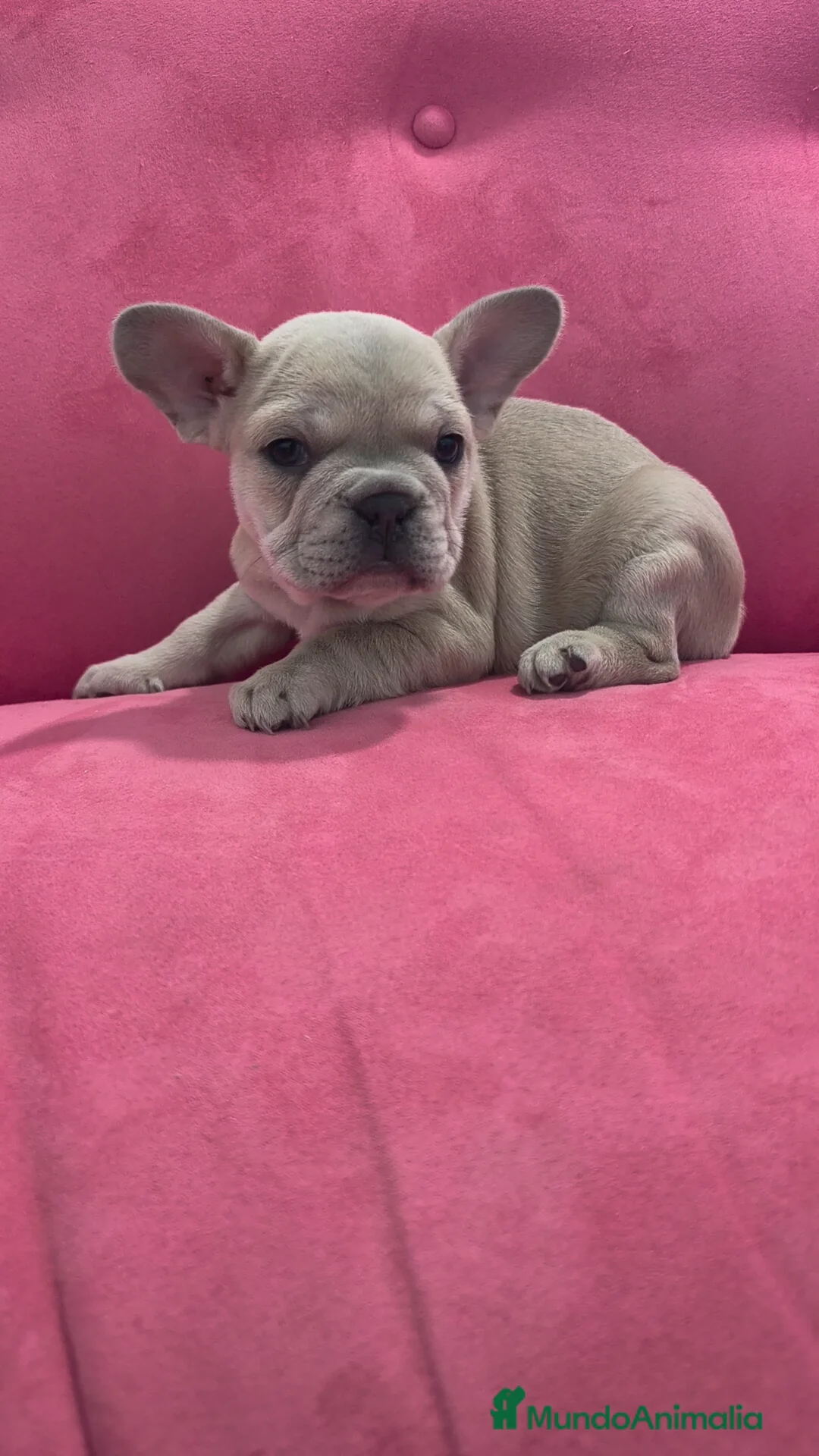 Bulldog Francés perros en venta: Bulldog Francés hembra  - Anuncio 3