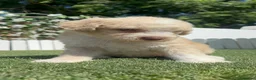 Perro de Agua Español perros en venta: PERRO DE AGUA ESPAÑOL - Anuncio 2