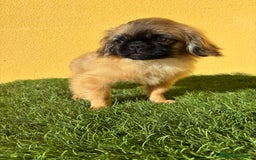 Pekinés perros en venta: Pekines Imperial cachorro hembra  - Imagen 5