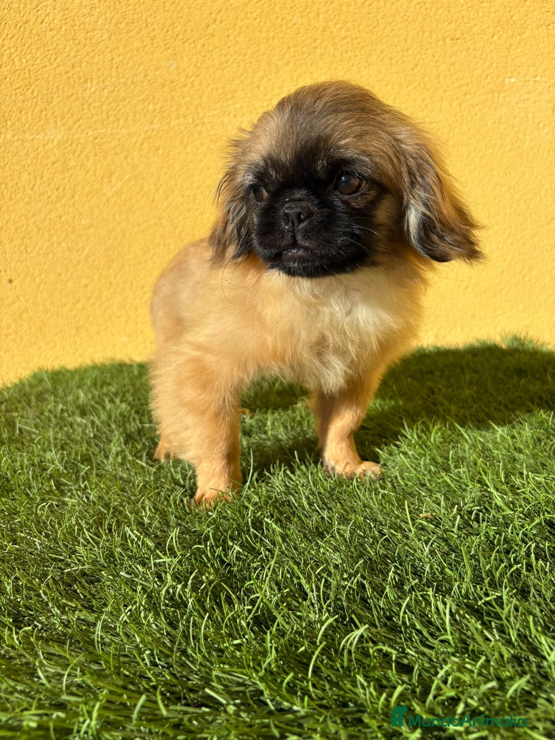 Pekinés perros en venta: Pekines Imperial cachorro hembra  - Imagen 5