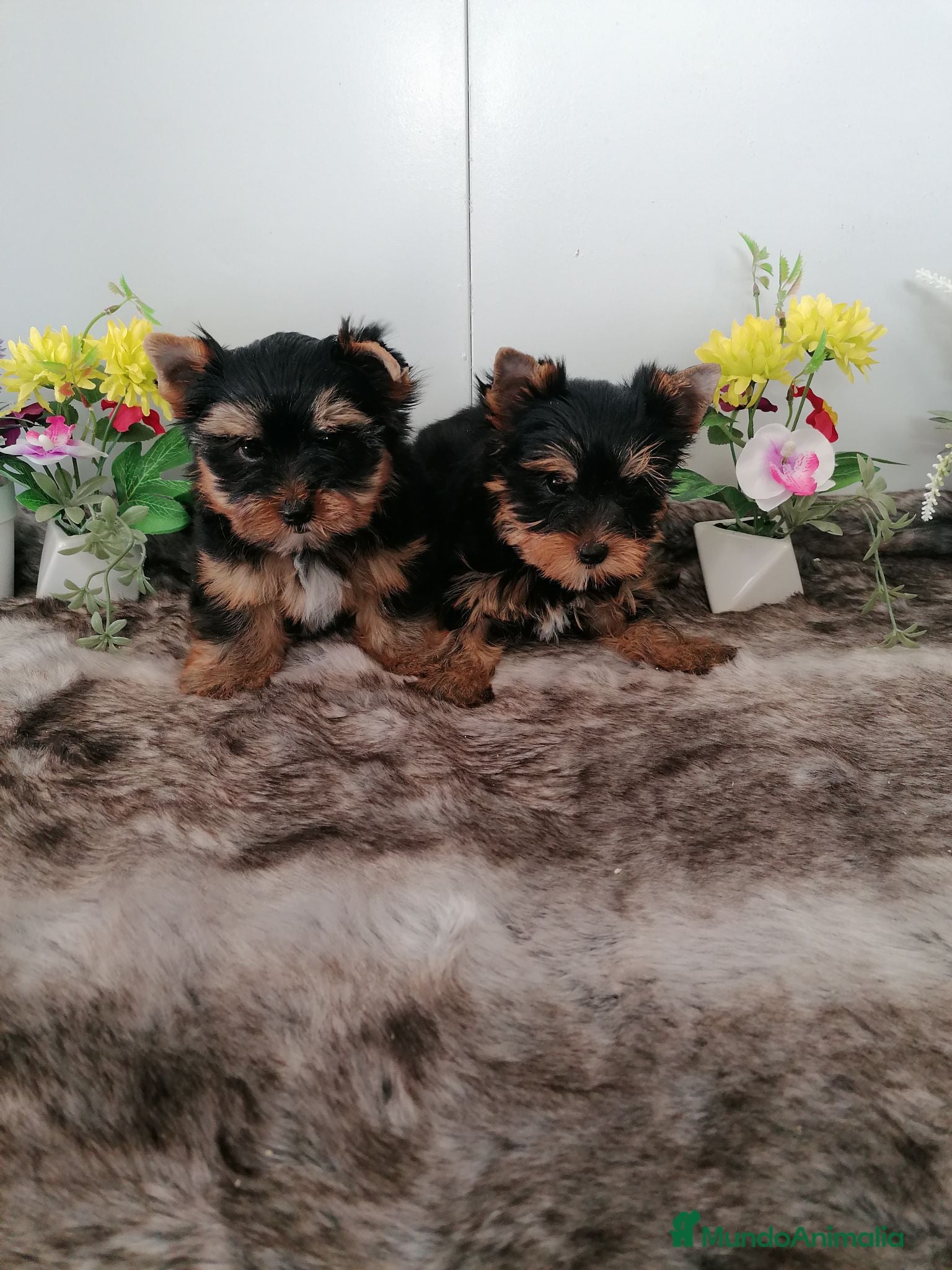 Yorkshire Terrier perros Preciosa camada de yorshire toy - Anuncio 1