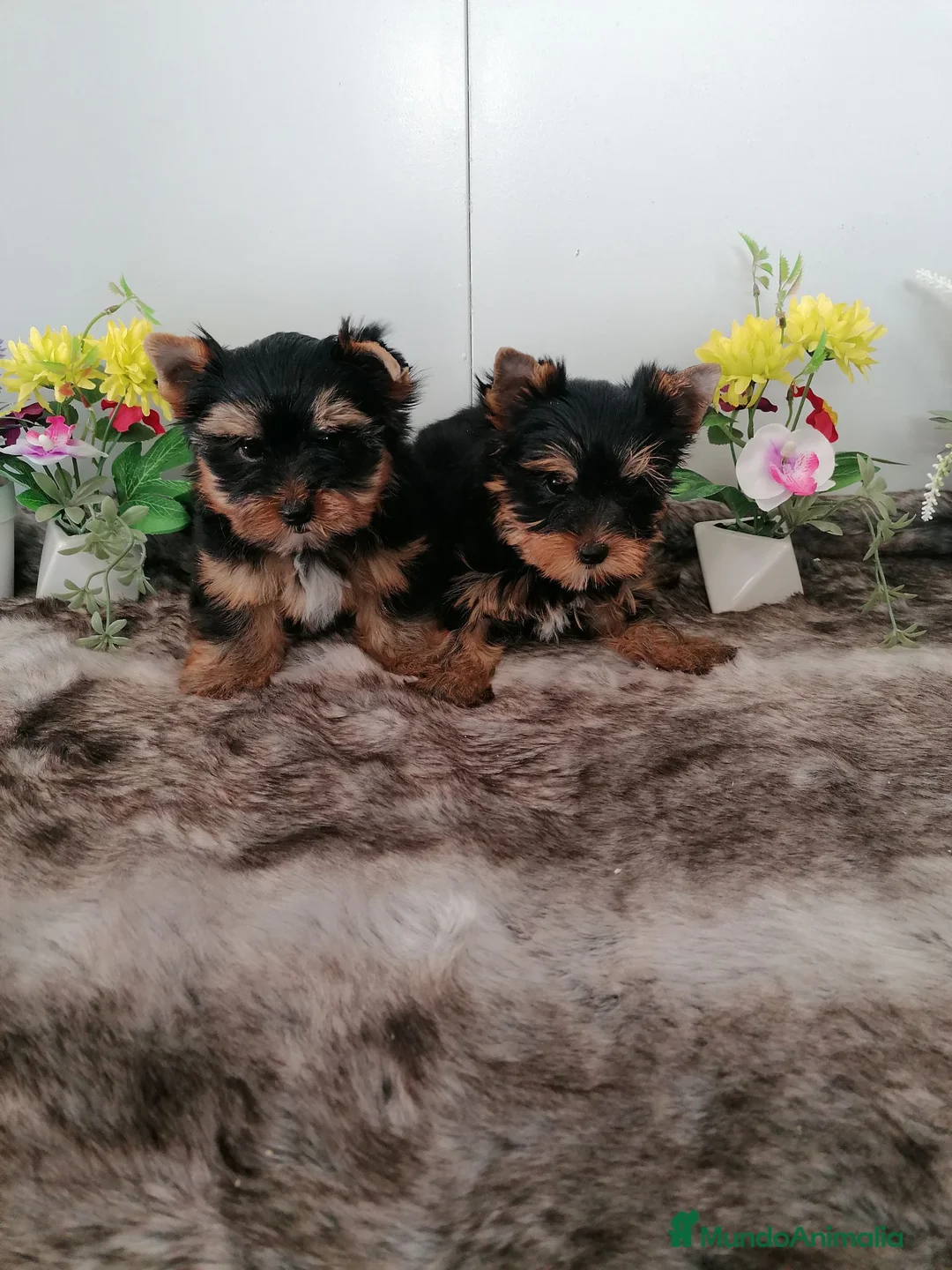 Yorkshire Terrier perros en venta: Preciosa camada de yorshire toy - Anuncio 1